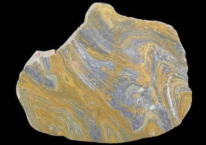 Polished, Mesoproterozoic Stromatolite (Conophyton) - Australia #65495